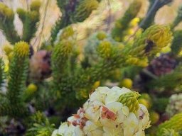 Erica sessiliflora pale fruits